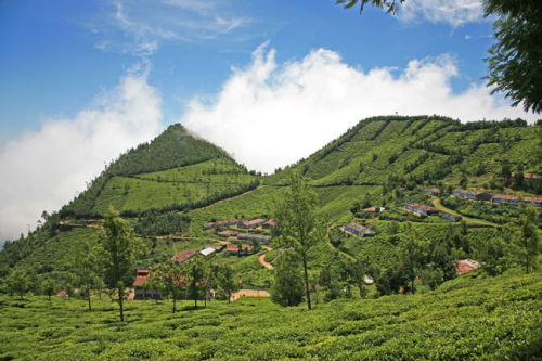 Kolukkumalai Tea Estate