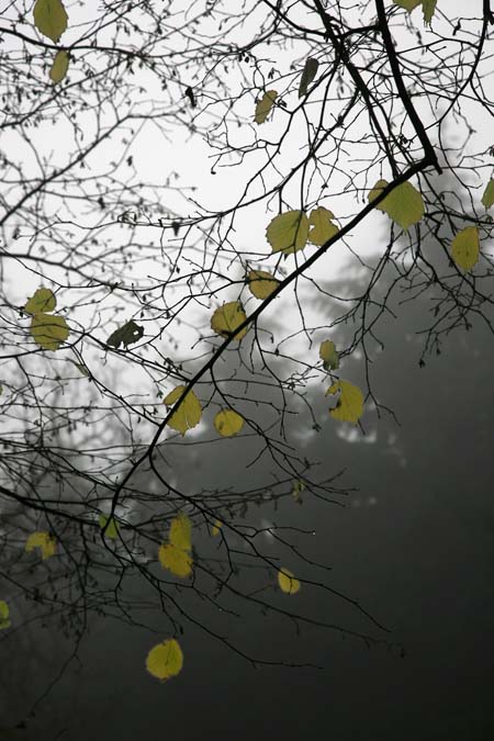 Last Leaves Kings Wood