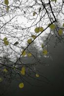 Last Leaves Kings Wood