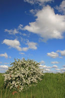 May Blossom at Oare Marshes