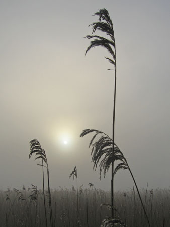Misty Morning Oare Marsh
