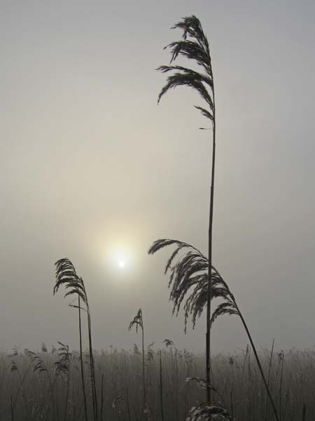 Misty Morning Oare Marsh