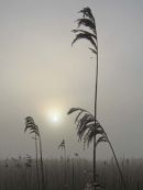 Misty Morning Oare Marsh
