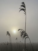Misty Morning Oare Marsh