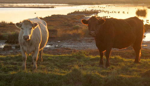 Morning Cows Oare Marsh