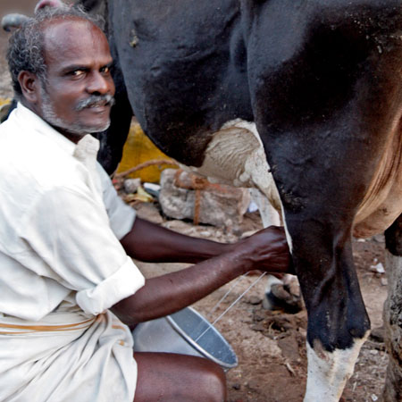 Morning Milking