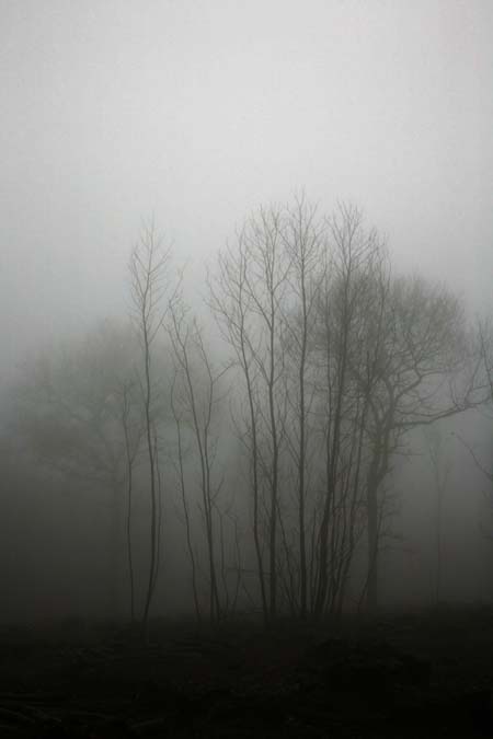 Morning Mist Kings Wood