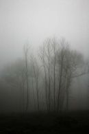 Morning Mist Kings Wood