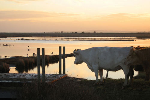 Oare Marsh Morning