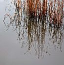 Oare Marsh Reeds