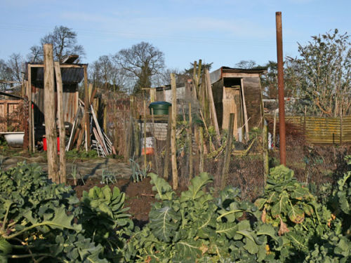Ospringe Allotments2