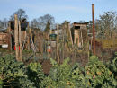Ospringe Allotments2