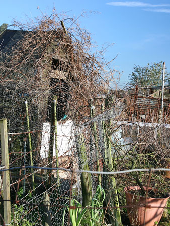 Ospringe Allotments3