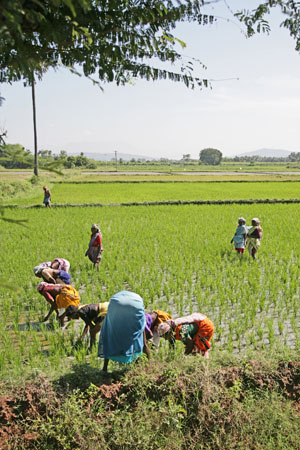 Paddy Workers