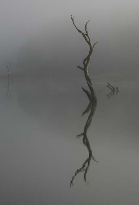 Periyar Reflection
