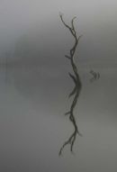 Periyar Reflection
