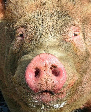 Pigs Face