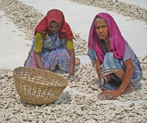 Sorting Ginger