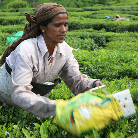 Tea Picker