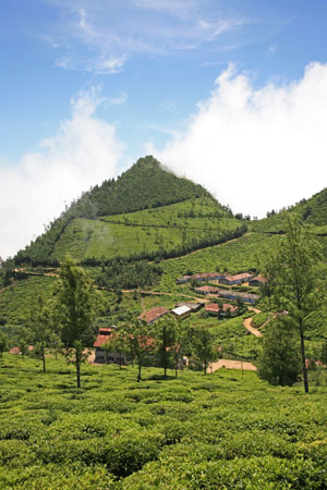 Tea factory 1