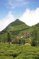 Tea factory 1