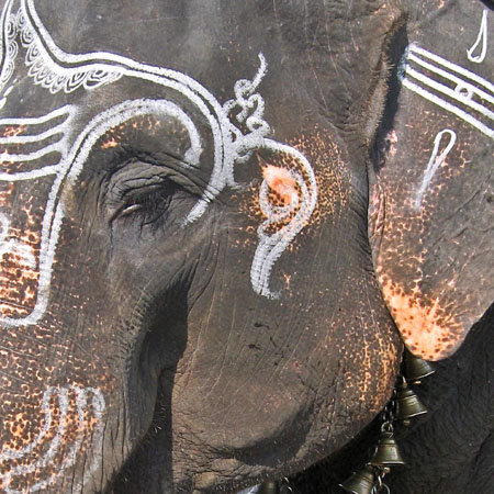 Temple Elephant