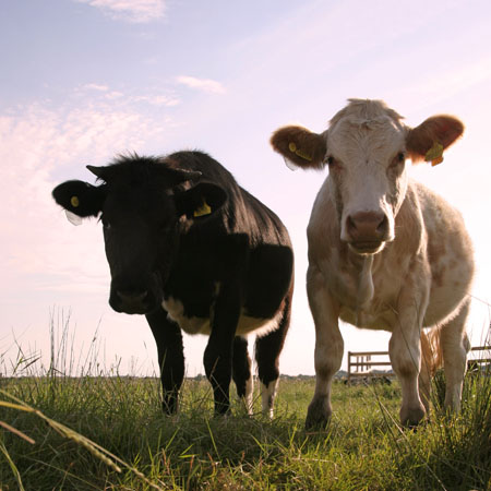 Two Cows Looking