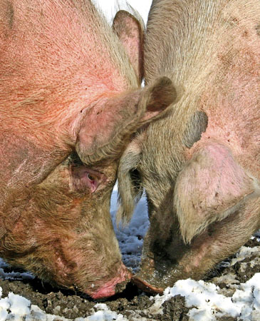 Two Pigs Meeting