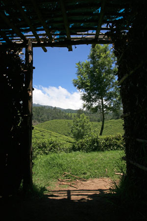 View from Tea Workers Shelter