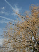 Wind in the Willow