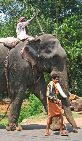 Working Elephant
