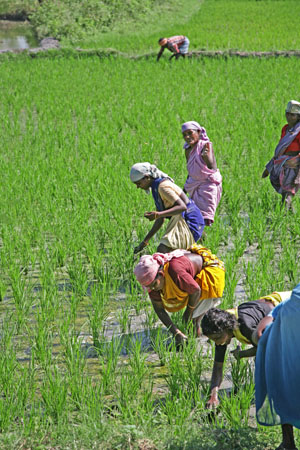 Working in the Paddy