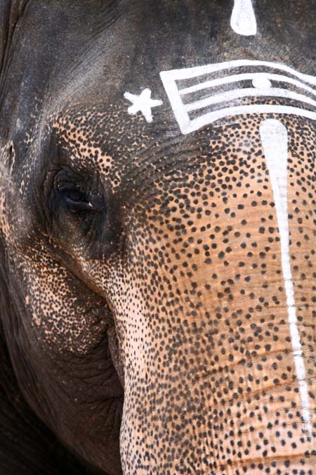 Temple elephant