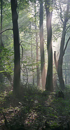 lightbeams1