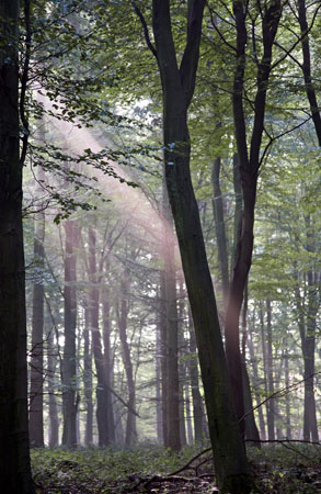 lightbeams2
