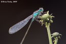 Blue-tailed Damselfly
