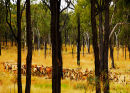 Cattle muster, Lynd