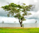 Tree, Holloways Beach