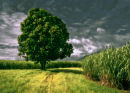 Mango tree