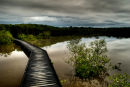 Flooded Boardwalk