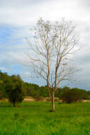 Skeleton Tree
