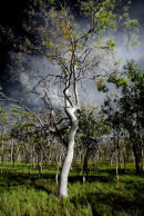 Endeavour river bank