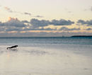 Alpha male, Coral Bay