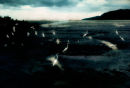 Egrets