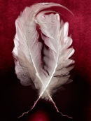 Feathers