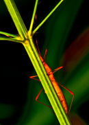 Red legs