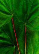 Green leaves