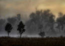 Misty