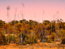 Tall grasses