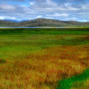 Grasses